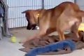 警戒心が強い元野犬…の画像