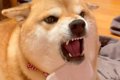 『アゴは嫌なの』犬…の画像
