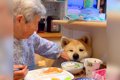 秋田犬の前でご飯を…の画像