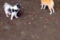『犬見知りワンコ』…の画像