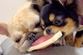 姉犬が『寝ながらく…の画像