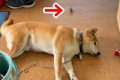 廊下で寝ている犬の…の画像