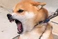 本気で噛む犬がプロ…の画像