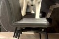 ふいに椅子に乗って…の画像