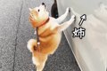 柴犬と空港までお出…の画像