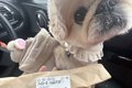 犬とスタバへ→商品を…の画像