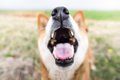 犬が拾い食いすると…の画像