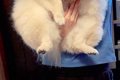 『小型犬とは…？』抱…の画像