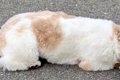 腰が低すぎる犬→他の…の画像