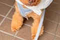 大雨の日、犬に着せ…の画像