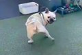 ドッグランで遊ぶ犬…の画像