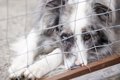 犬の『里親』に絶対…の画像