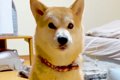 用事があったので、…の画像