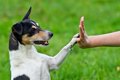 犬が『片足を浮かせ…の画像