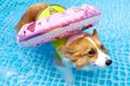 犬が『浮き輪を使う…の画像