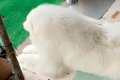 父が『大型犬の毛を…の画像