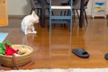 息子とテレビ電話中…の画像