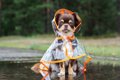 犬が『雨の日の散歩…の画像