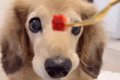 17歳の老犬が『いち…の画像