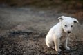 犬を不幸にしてしま…の画像