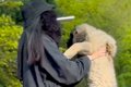大型犬の赤ちゃんを…の画像