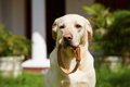 犬が命を落としかね…の画像