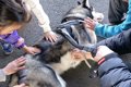 大型犬が子供に『さ…の画像