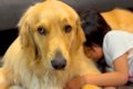 女の子が『大型犬を…の画像
