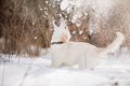 寒い季節は注意！犬…の画像