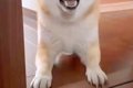 具合が悪く横になっ…の画像