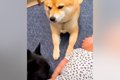 寝ている赤ちゃんを…の画像