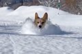 札幌で犬が『雪の中…の画像