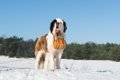 スイス原産の犬種5選…の画像