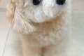 『犬が首をかしげる…の画像