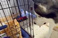 猫2匹が大喧嘩をする…の画像
