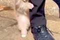 小さな赤ちゃん犬が…の画像