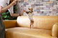犬がぴょんぴょん『…の画像