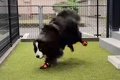 超大型犬が『初めて…の画像