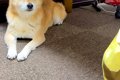 雨の日、犬の散歩に…の画像