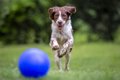 犬にイタズラをしす…の画像