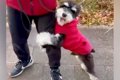 ビビリで人の足にし…の画像