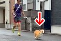 散歩中に『犬の前か…の画像