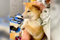 犬を動物病院に連れ…の画像