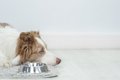 犬の食欲不振に役立…の画像