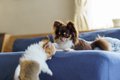 犬を『多頭飼い』す…の画像