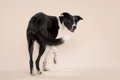 犬が座る前に『クル…の画像