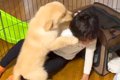 小さな男の子と初め…の画像