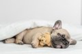 犬の『睡眠の質』を…の画像