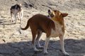 犬が地震前に見せる…の画像