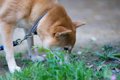 除草剤が犬に与える…の画像